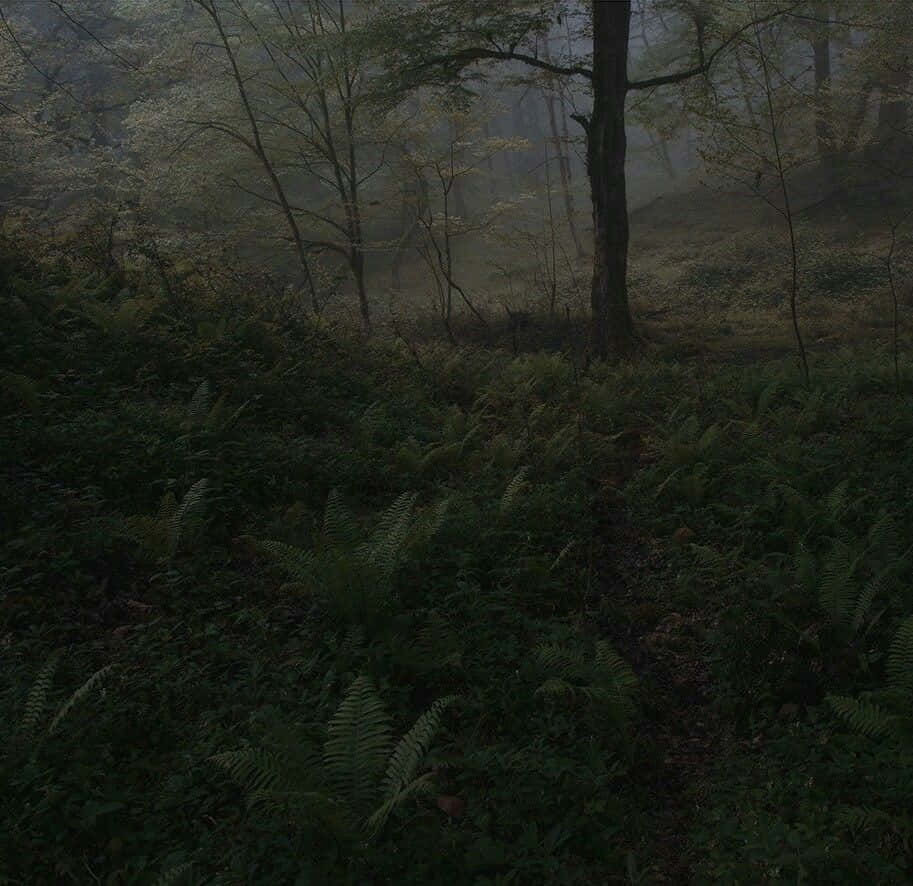 Misty Forest Path_ Dark Cottagecore.jpg Wallpaper
