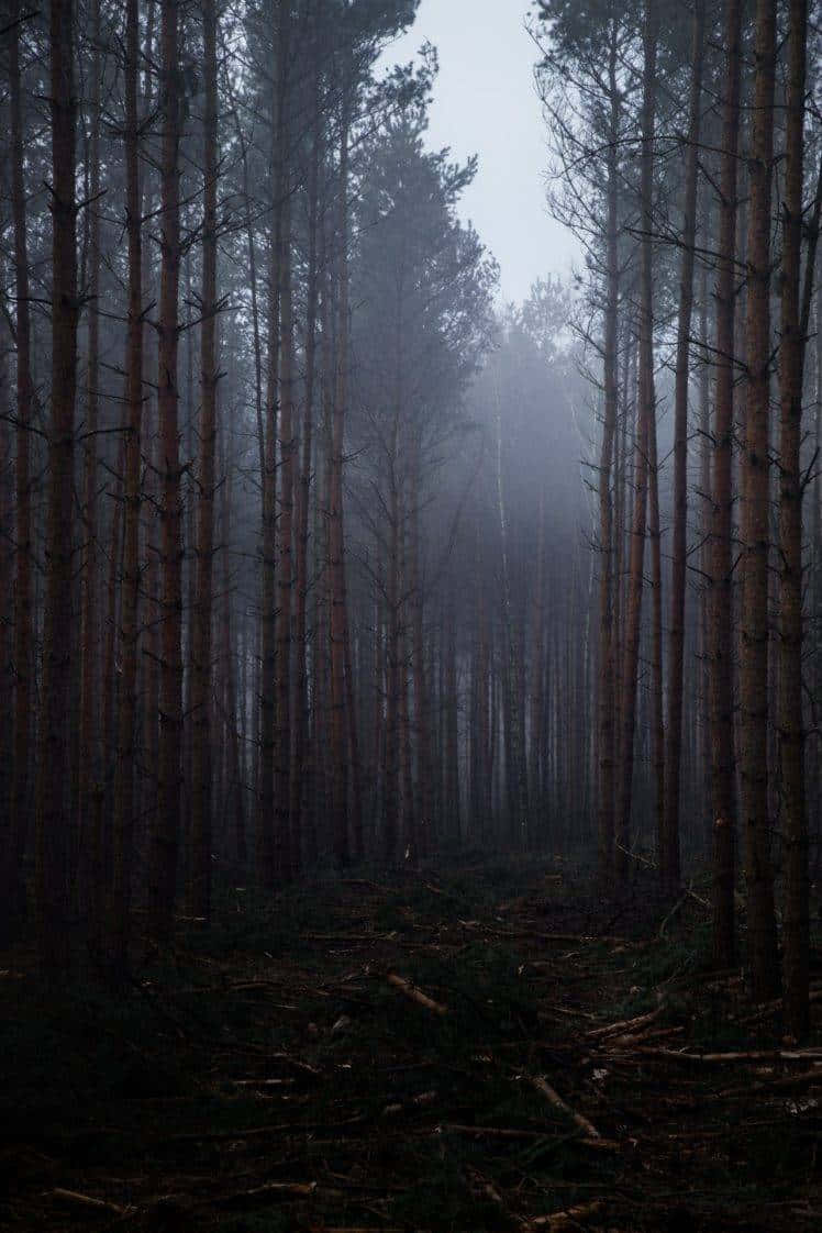 Sentier Forestier Brumeux D'humeur Sombre.jpg Fond d'écran