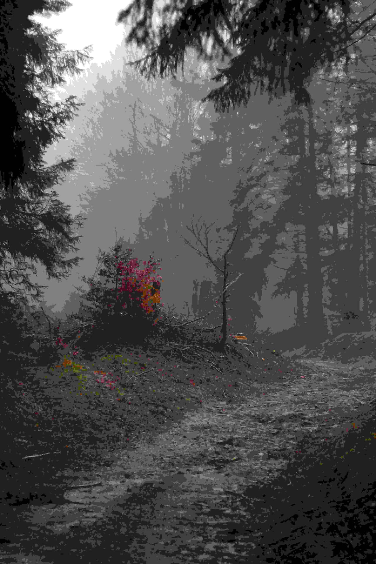 Misty Forest Path.jpg Wallpaper