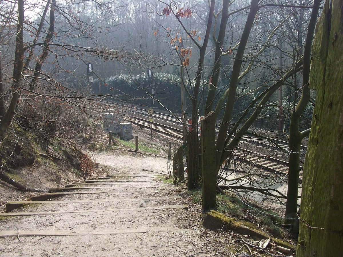 Misty Forest Path Near Railway Venlo Wallpaper