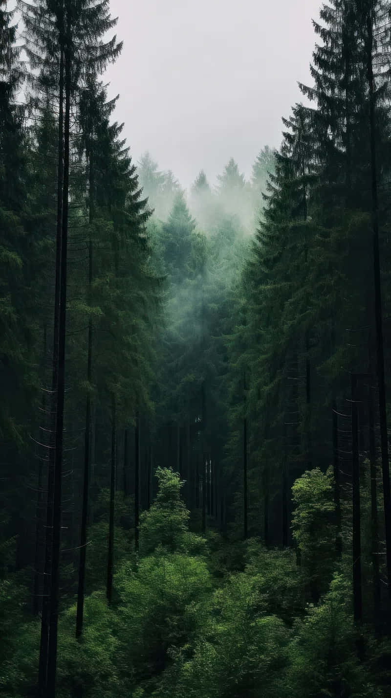 Misty Forest Pathway.jpg Wallpaper