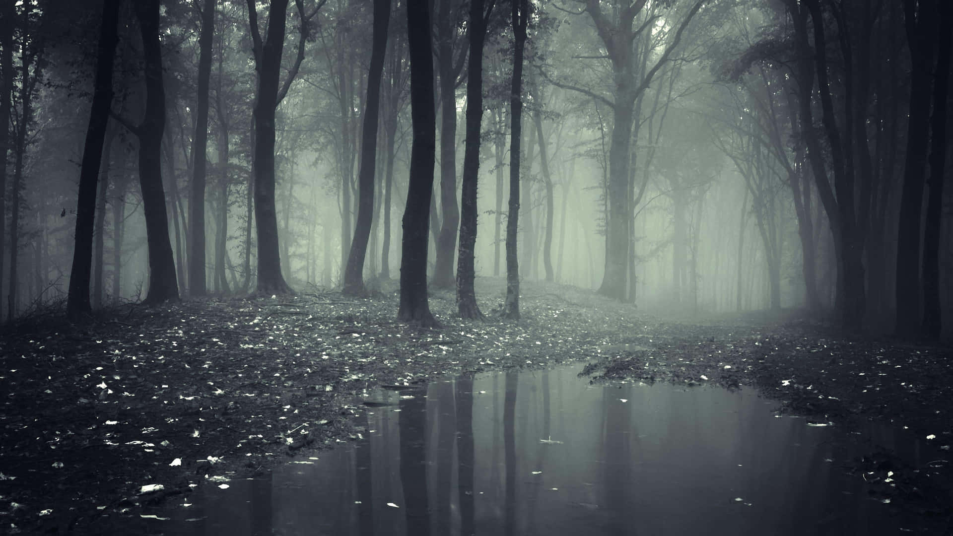 Misty Forest Reflection Desktop Wallpaper Wallpaper