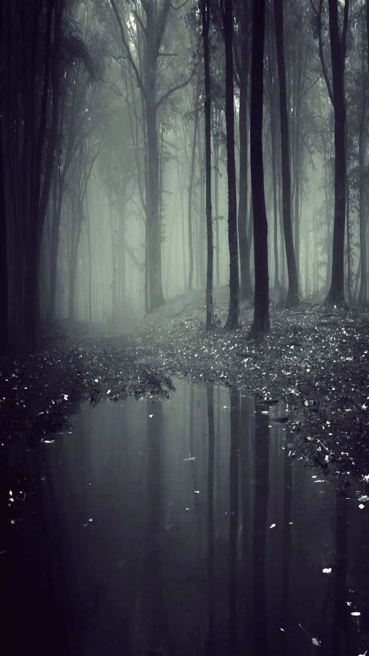Misty Forest Reflections.jpg Wallpaper
