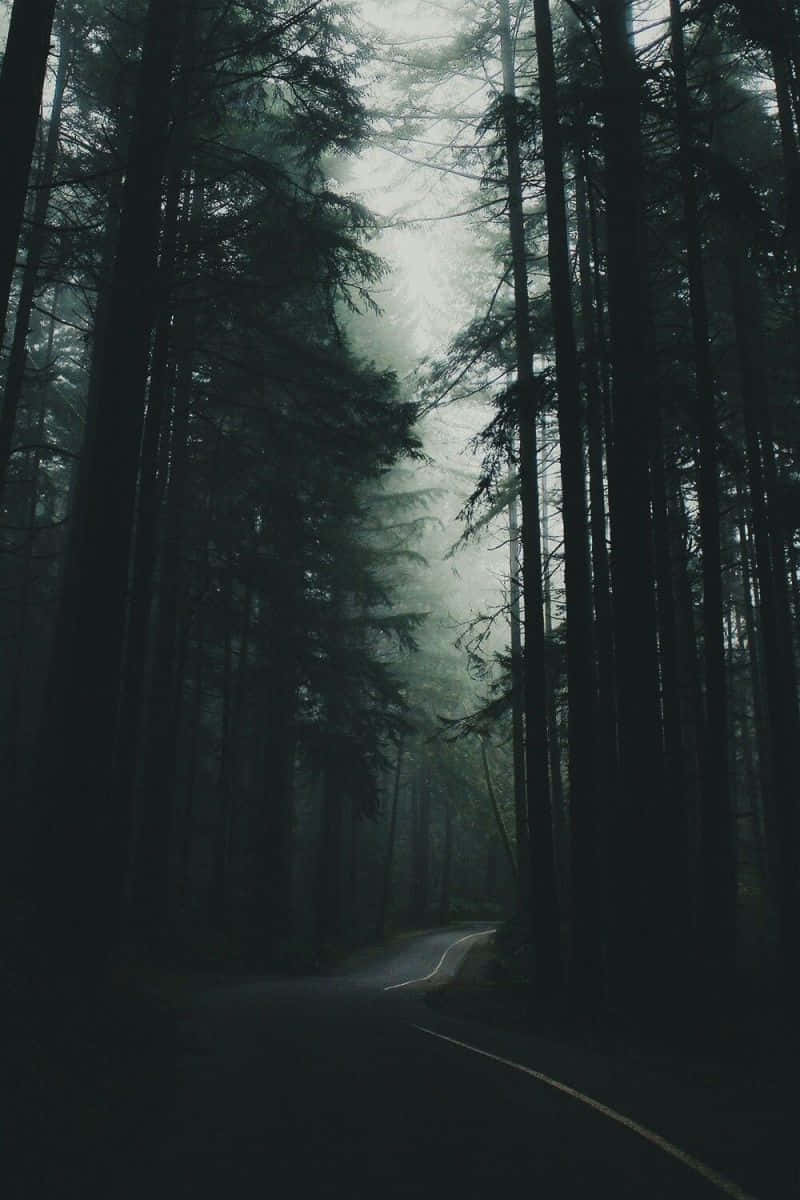 Misty Forest Road.jpg Wallpaper