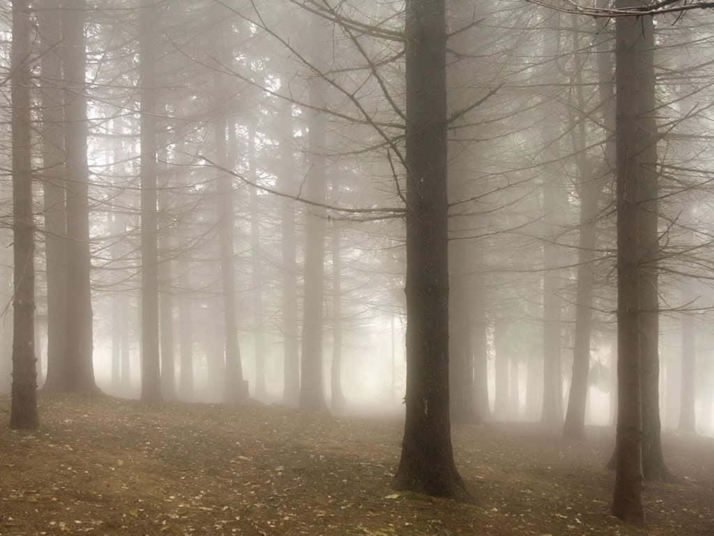 Misty Forest Serenity.jpg Wallpaper