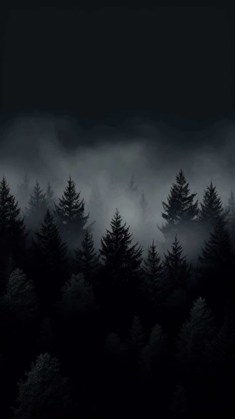 Misty_ Forest_ Shrouded_in_ Darkness.jpg Wallpaper
