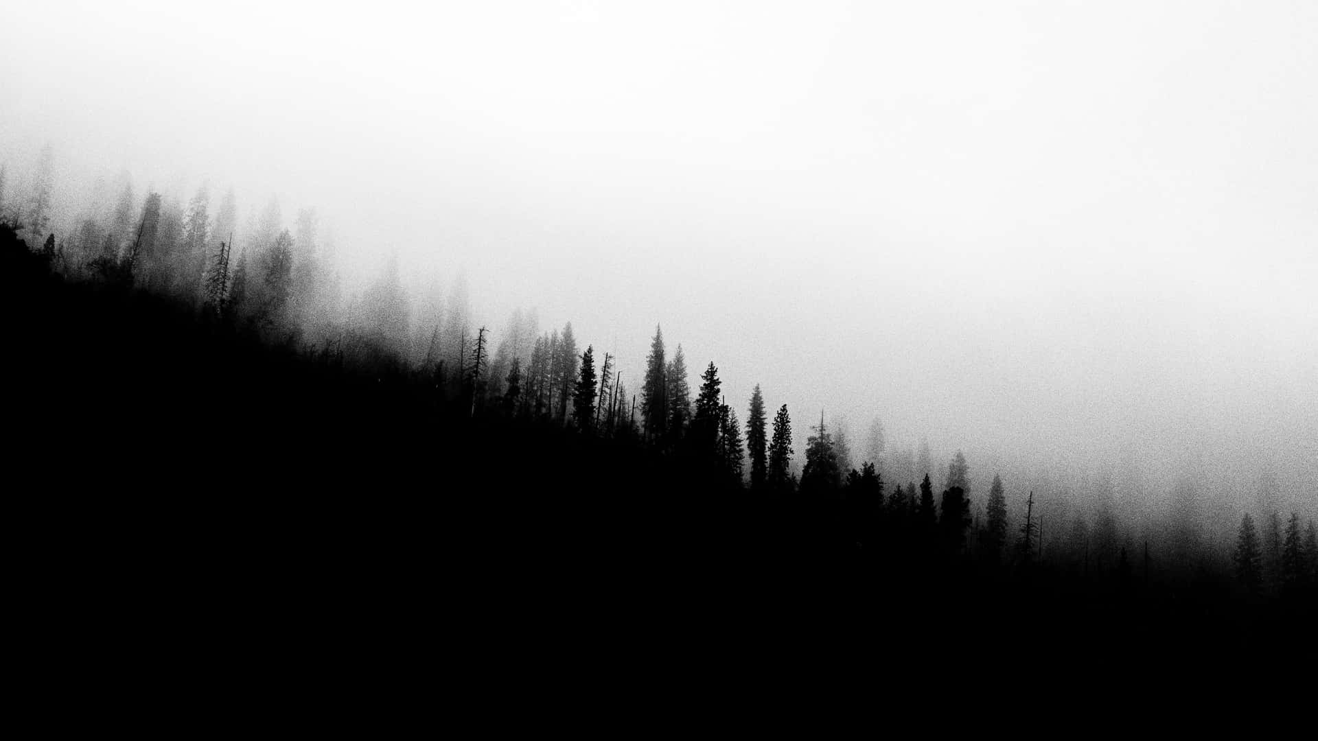 Misty_ Forest_ Silhouette_4 K_ B W Wallpaper
