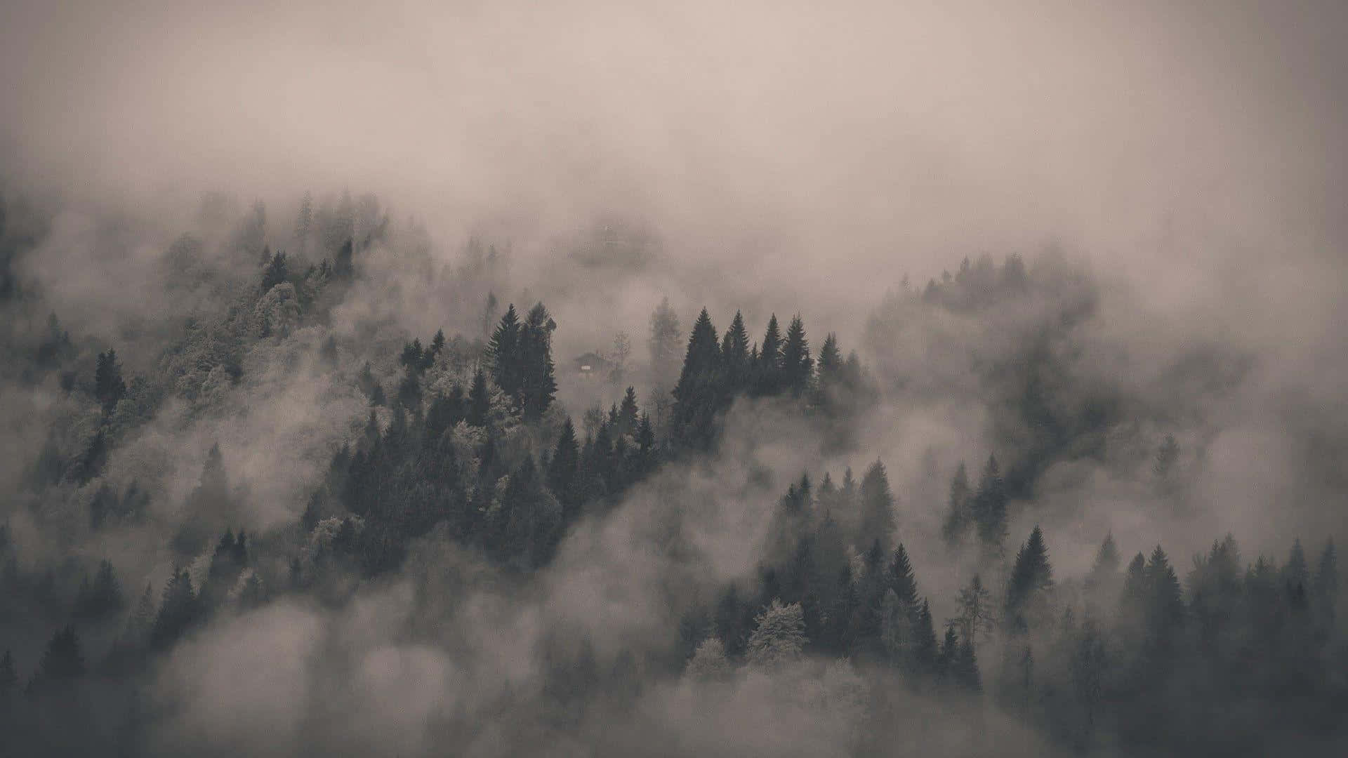 Misty Forest Silhouette Wallpaper