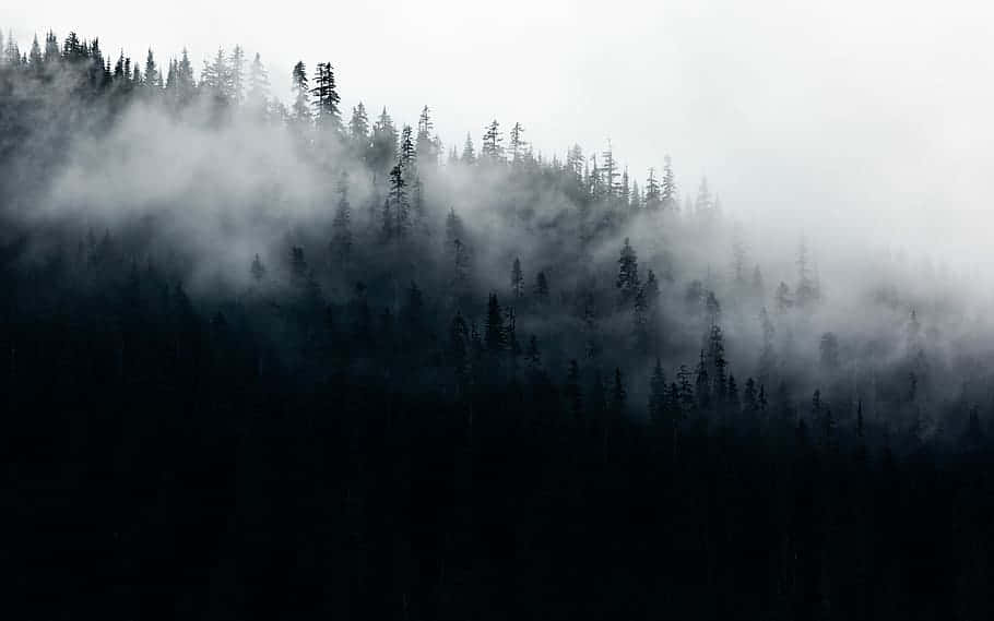 Misty Forest Silhouette Dark Moody Wallpaper