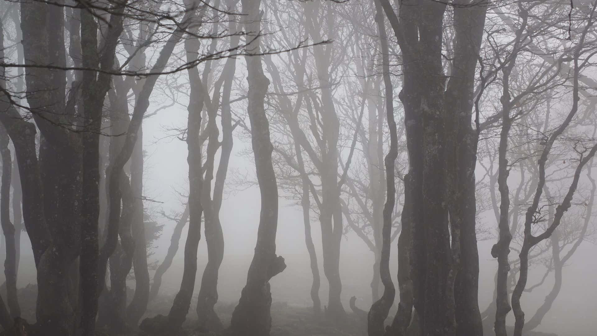 Misty Forest Silhouettes.jpg Wallpaper