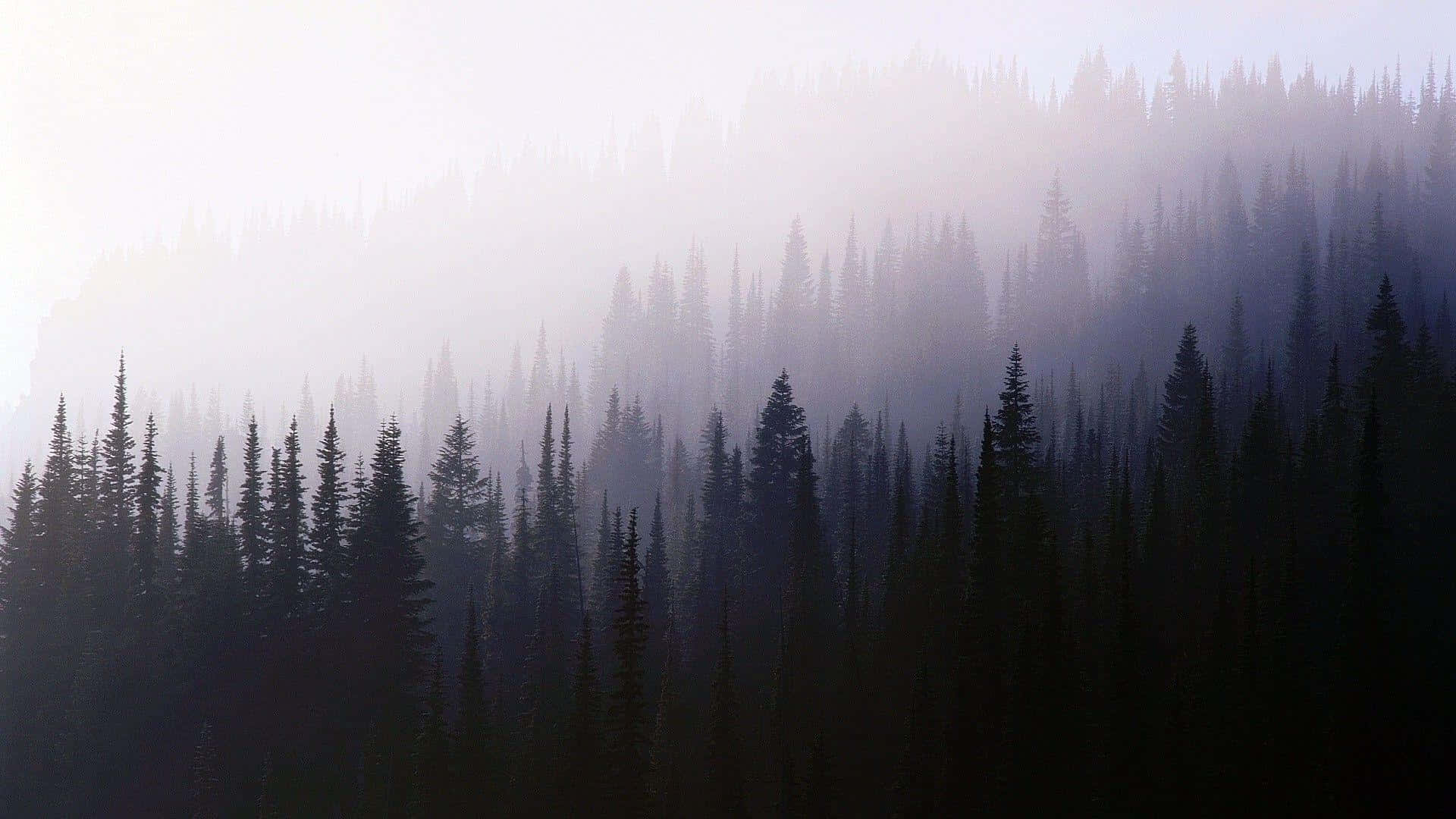 Misty_ Forest_ Silhouettes.jpg Wallpaper