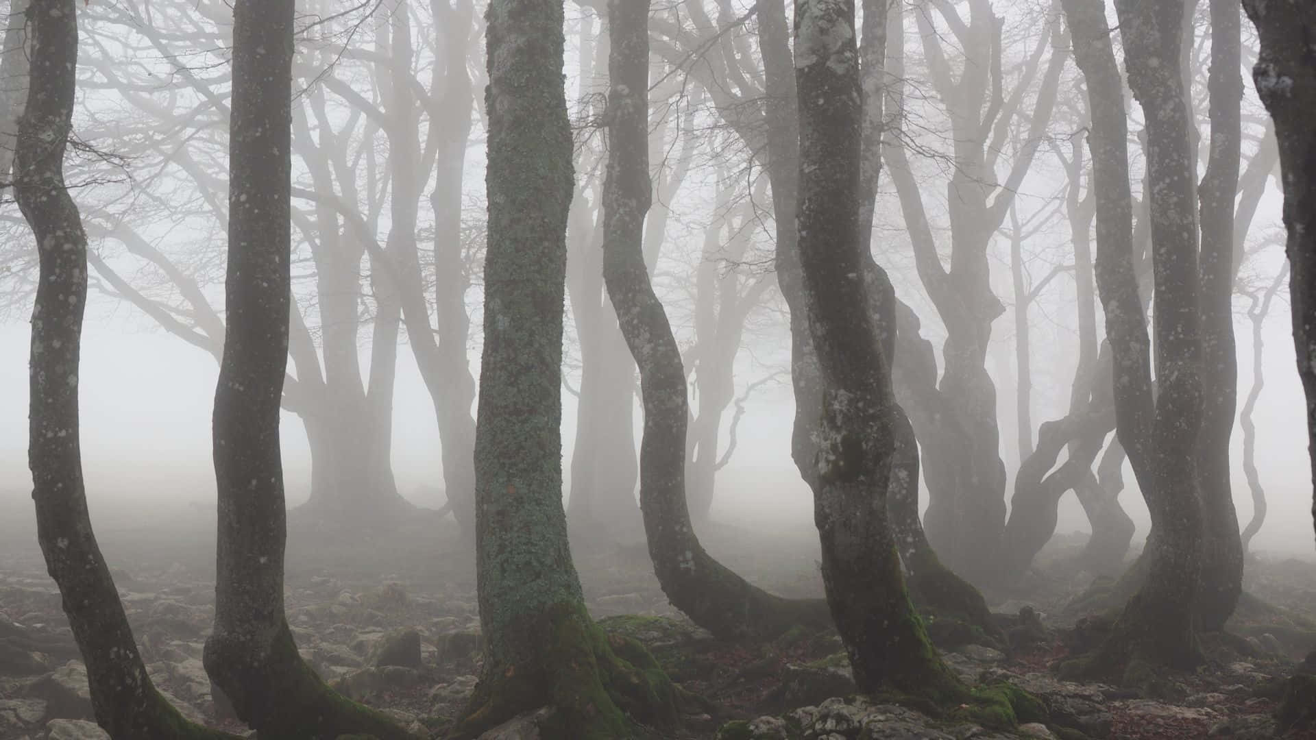 Misty Forest Silhouettes.jpg Wallpaper
