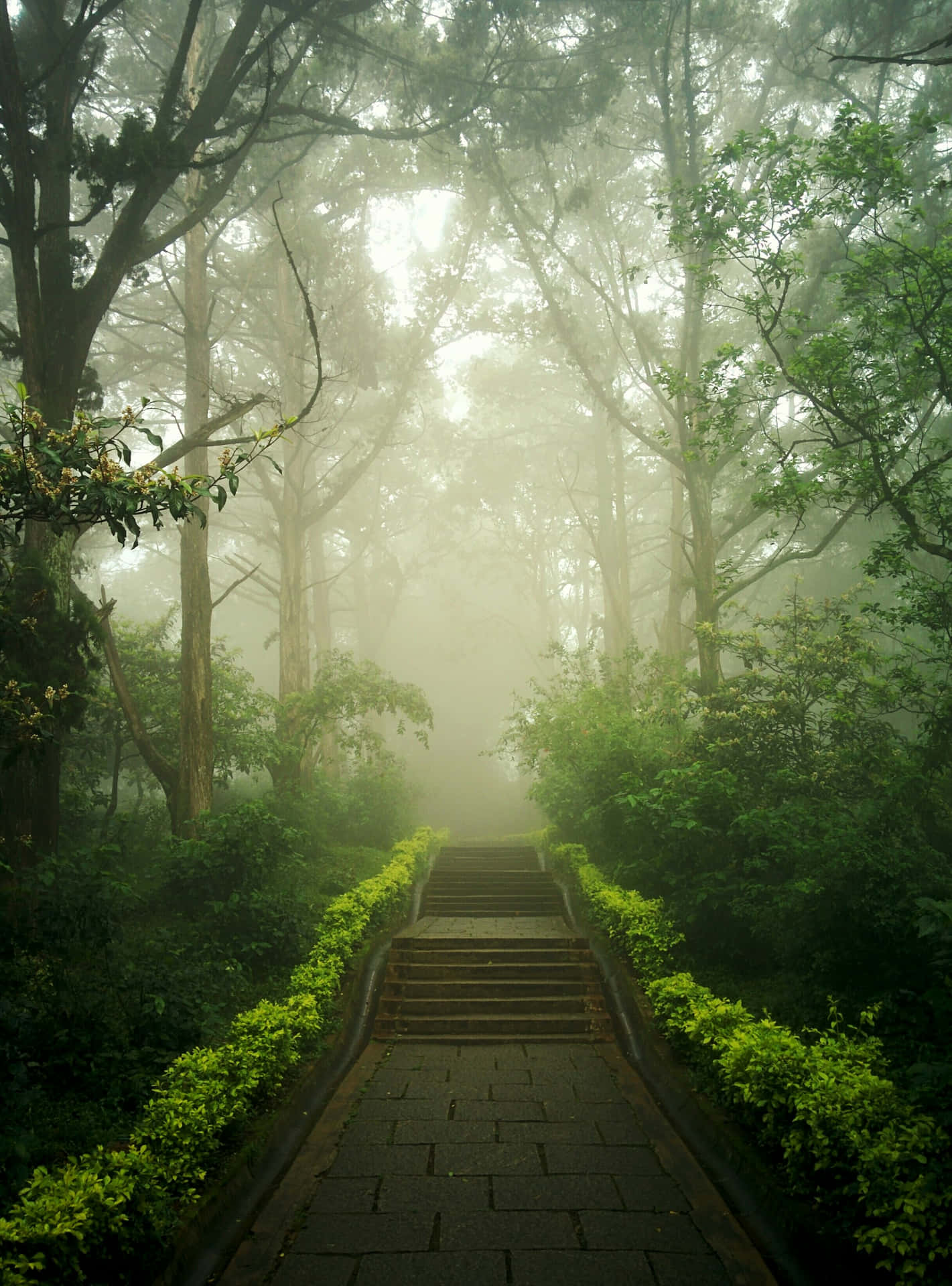 Misty Forest Stairway Wallpaper
