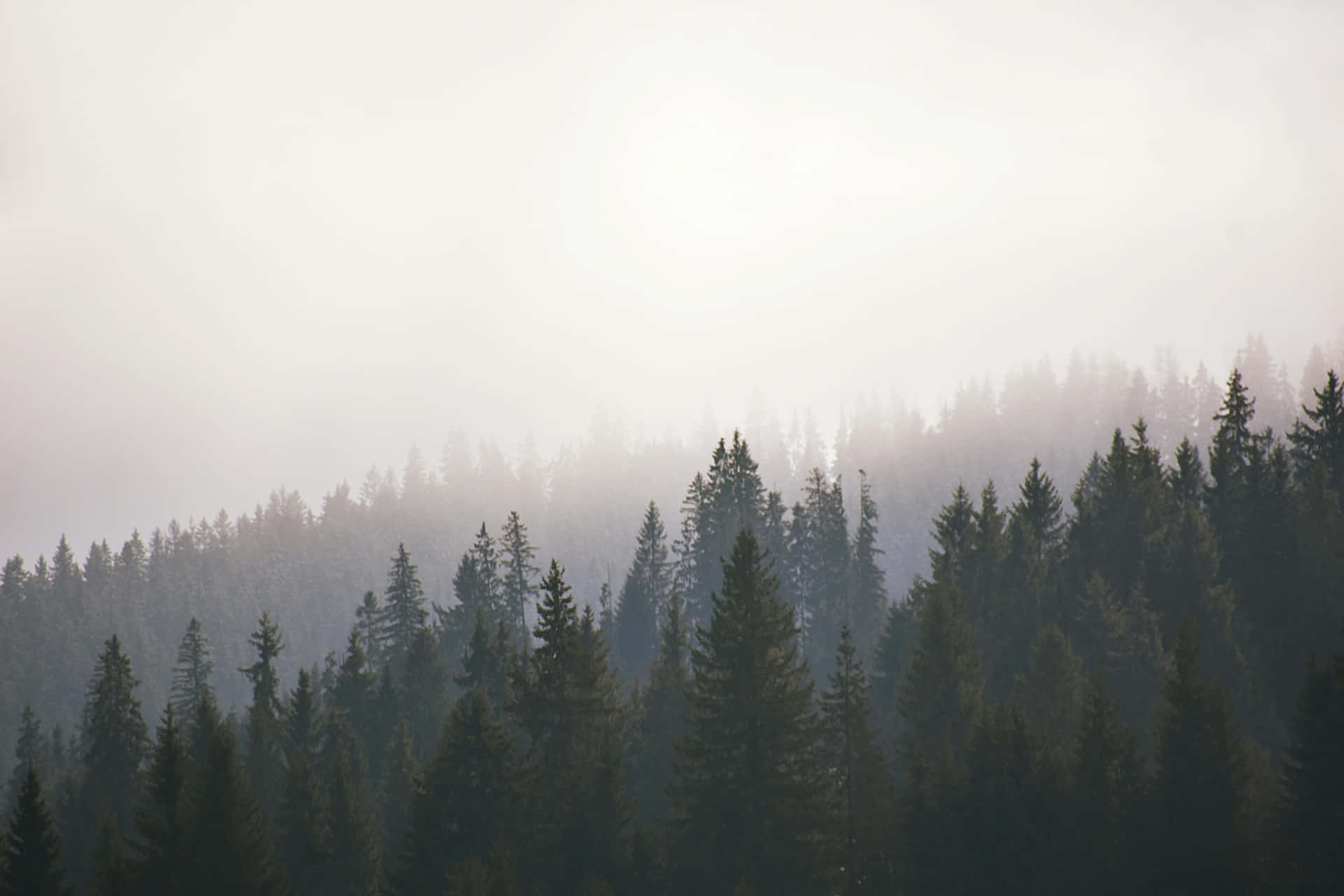 Misty Forest Sunrise Wallpaper