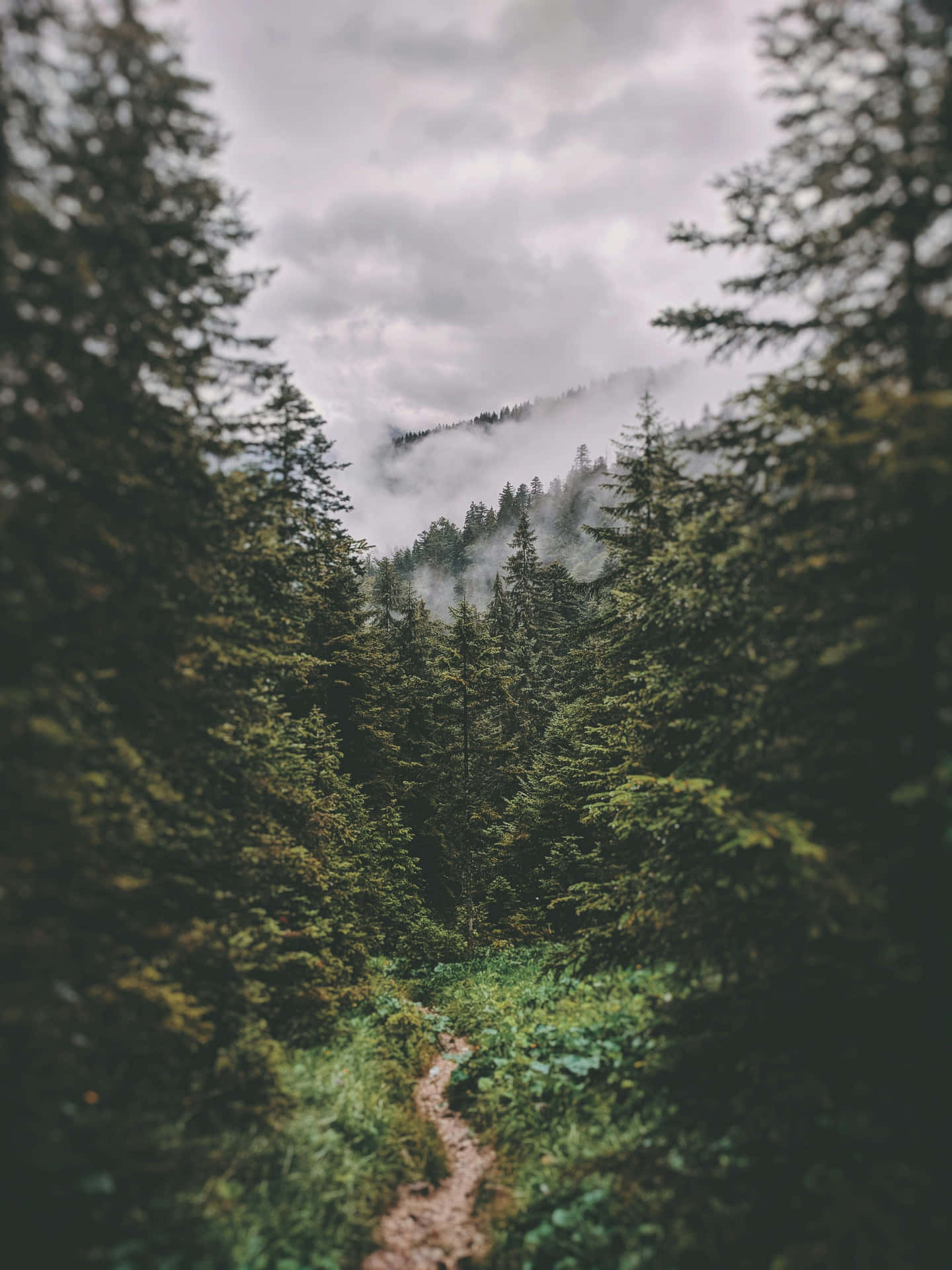 Misty_ Forest_ Trail_ Amidst_ Pines.jpg Wallpaper