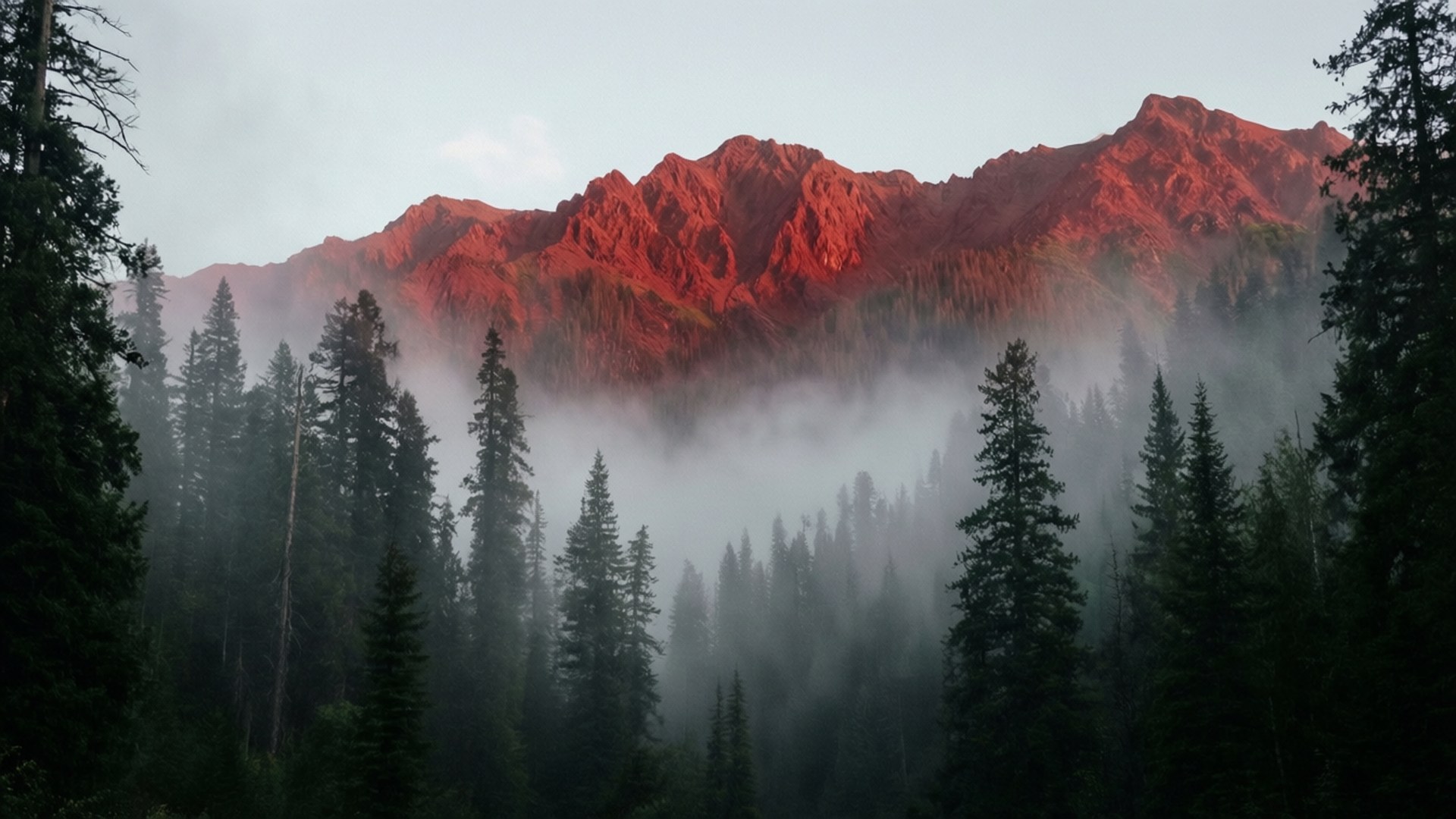 Misty Forest View Taustakuvat