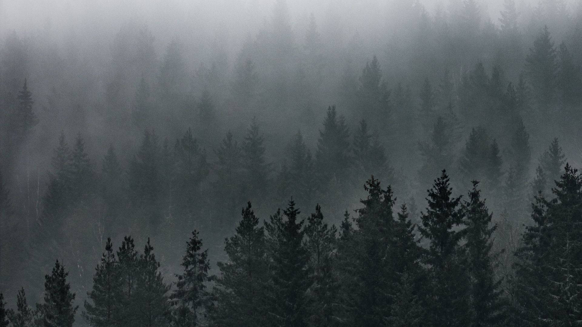 Misty Forest View Wallpaper