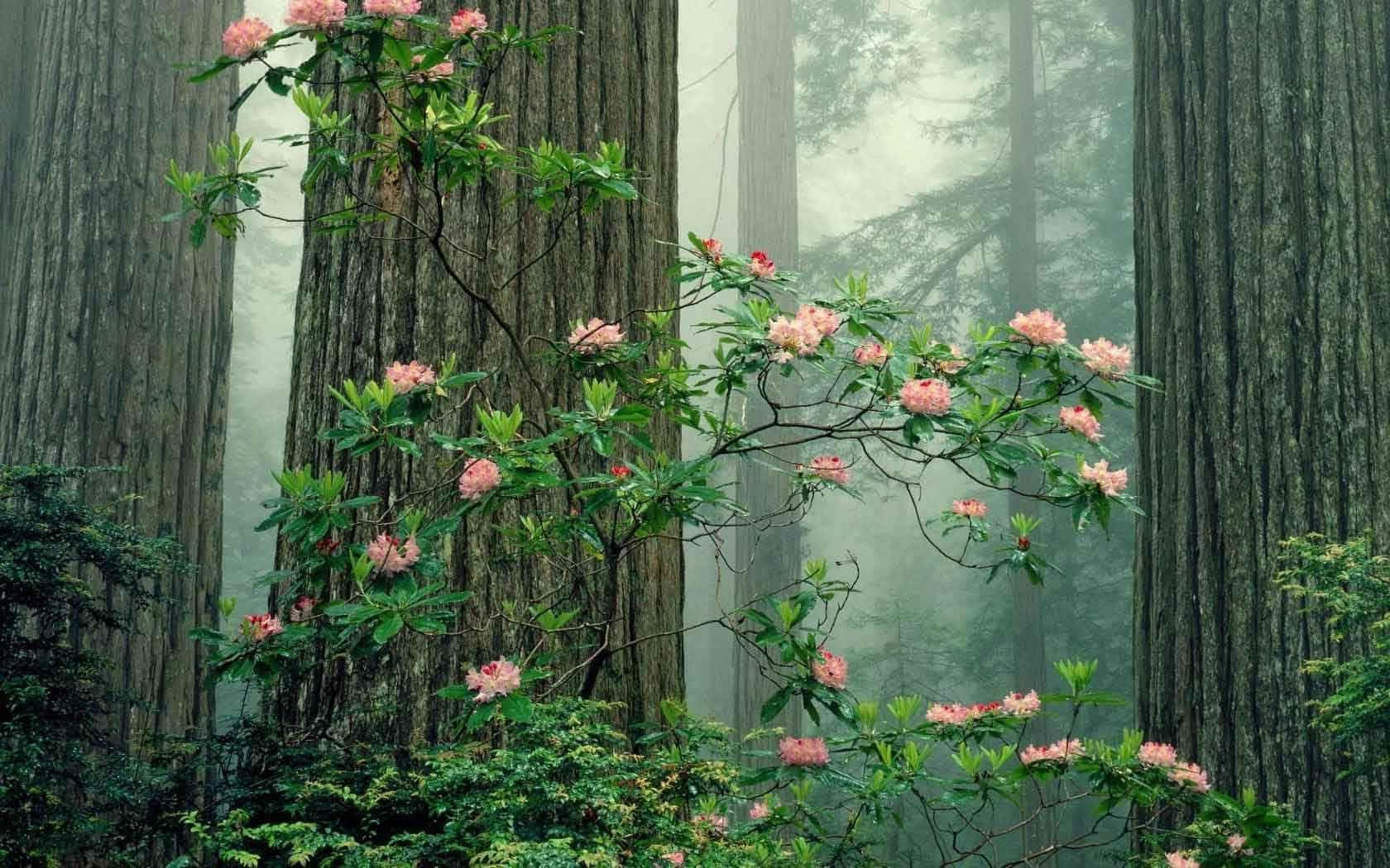 Misty_ Forest_with_ Rhododendrons.jpg Wallpaper