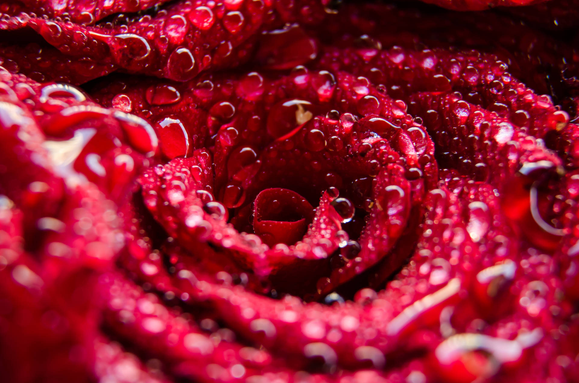 Misty Fresh Red Rose Wallpaper
