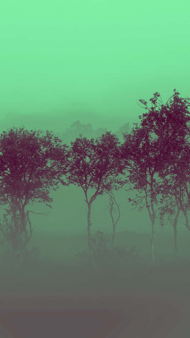 Misty Green Forest Aesthetic Wallpaper