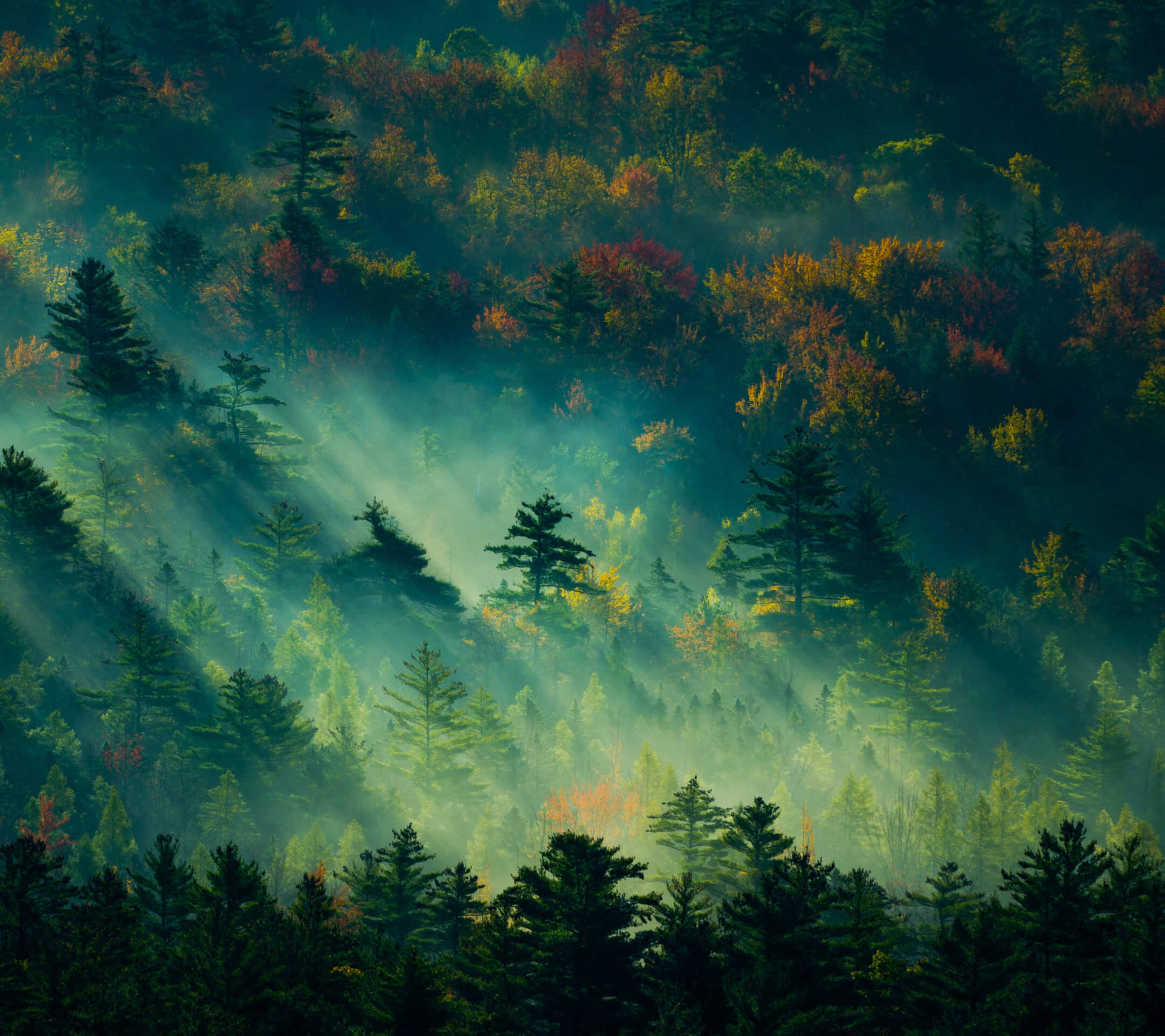 A Misty Green Forest in the Morning Wallpaper
