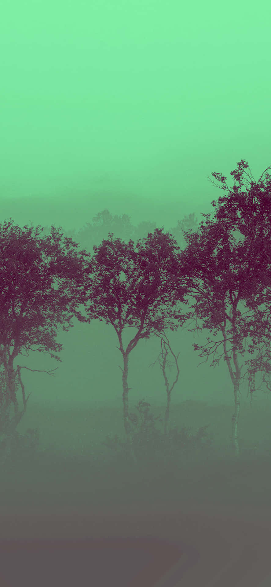 Misty Green Forest Minimalism Wallpaper