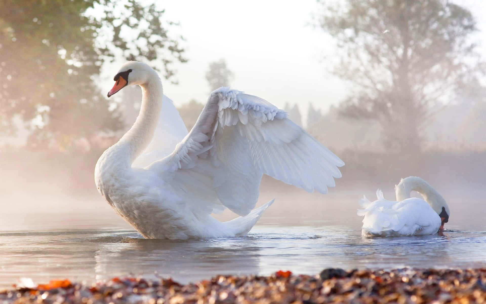 Misty Lake Swan Spread Wings Wallpaper