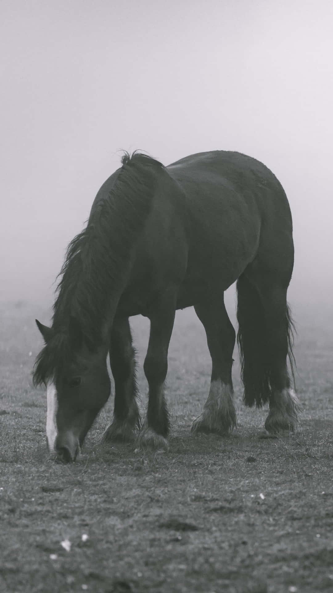 Misty_ Meadow_ Horse_ Grazing.jpg Wallpaper