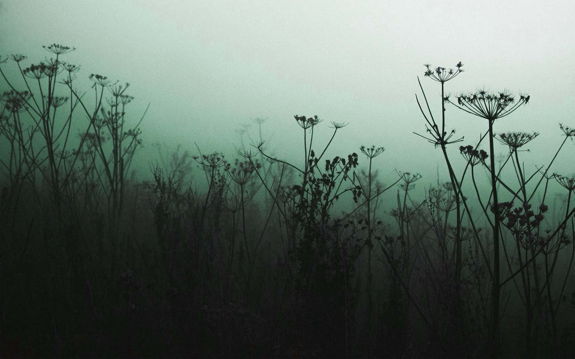 Misty Meadow Silhouettes Wallpaper