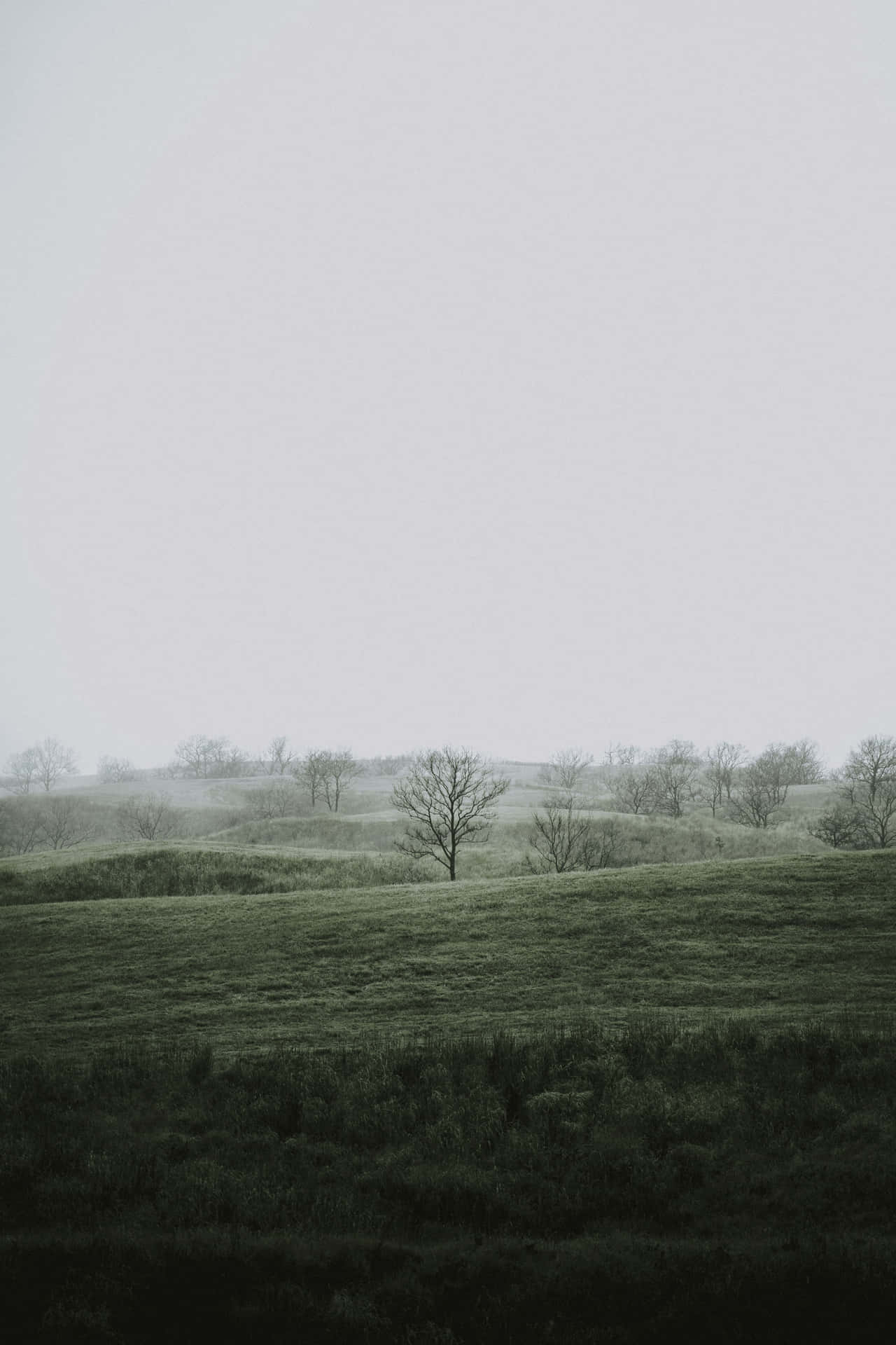 Misty Meadow Solitude.jpg Wallpaper