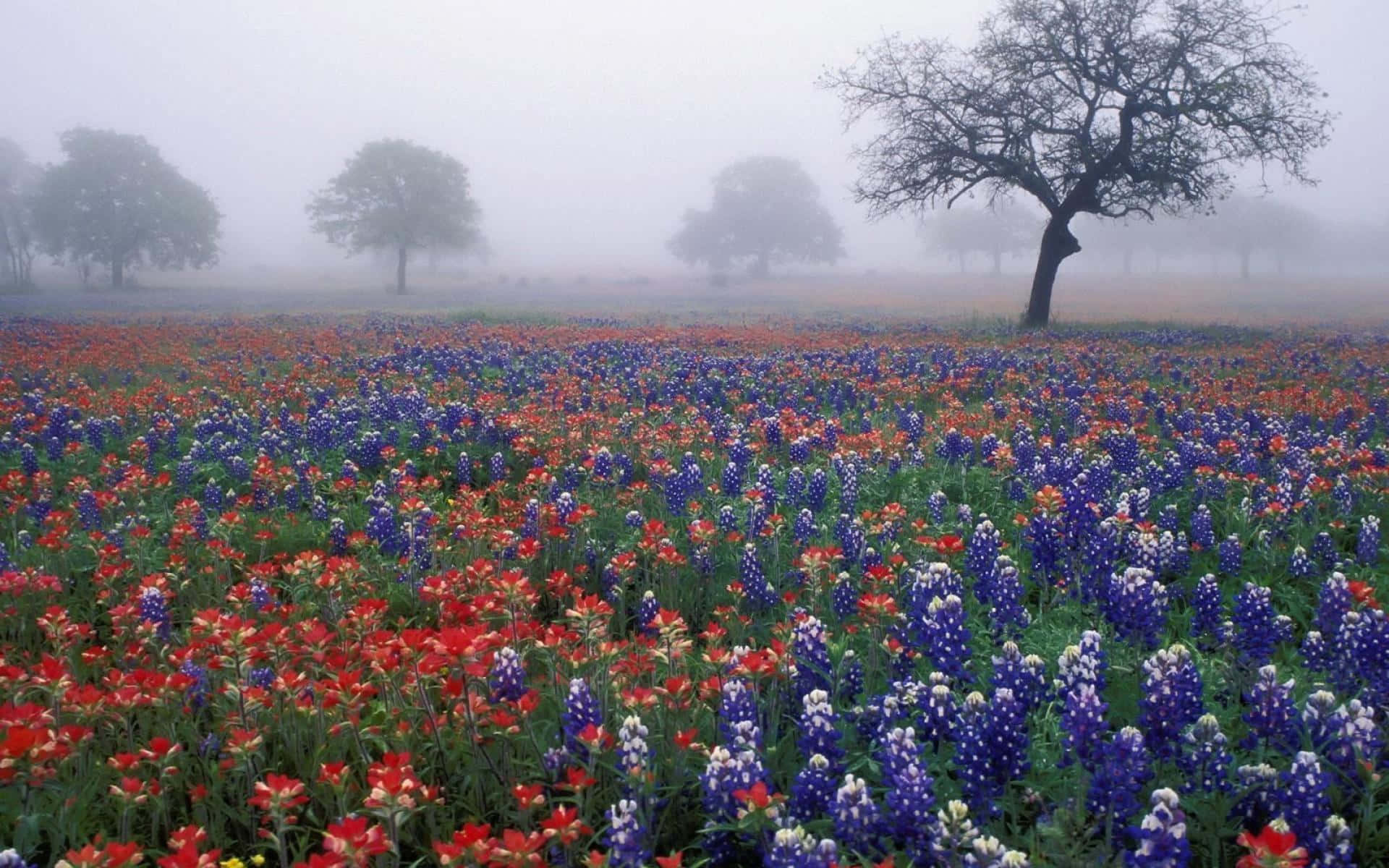 Tåkete Eng Med Villblomster Bakgrunnsbildet