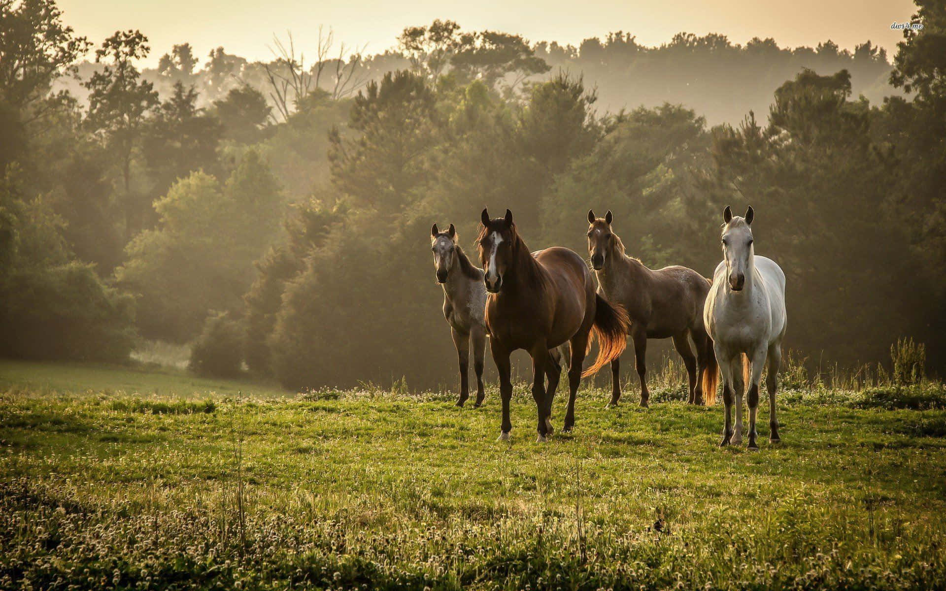 Misty Morning Horses.jpg Wallpaper