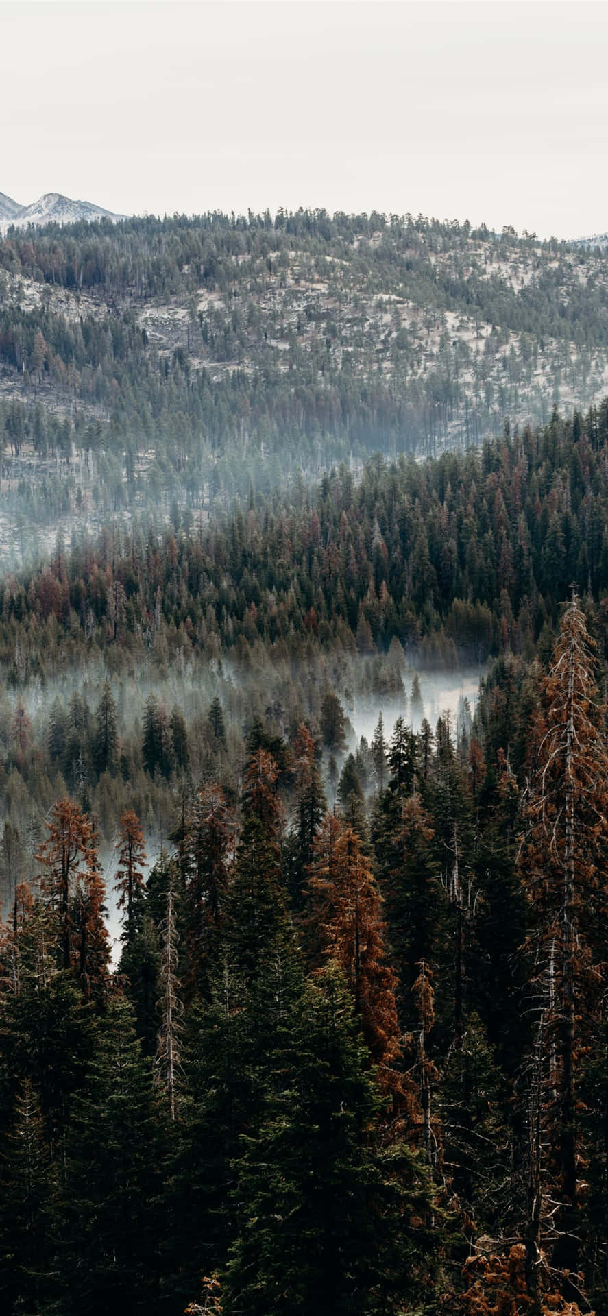 Misty Mountain Pine Forest Wallpaper