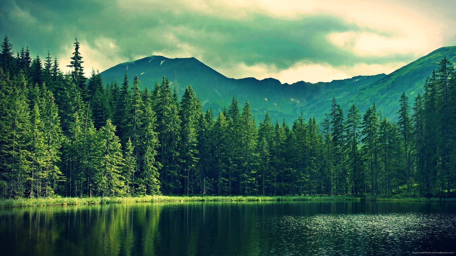Misty_ Mountain_ Pine_ Forest_ Lake_ View.jpg Wallpaper