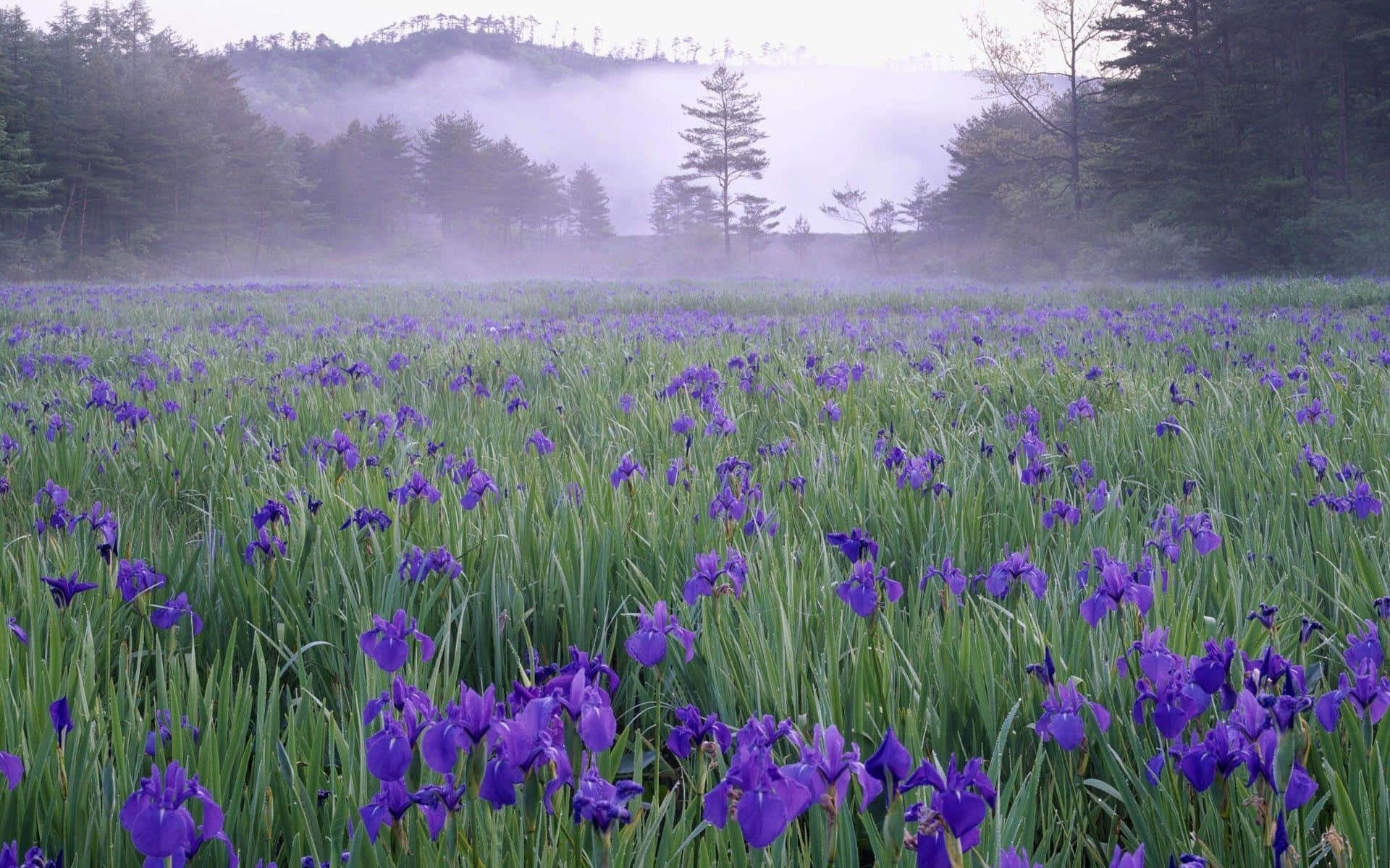 Lapangan Iris Liar Misty Mountain Wallpaper