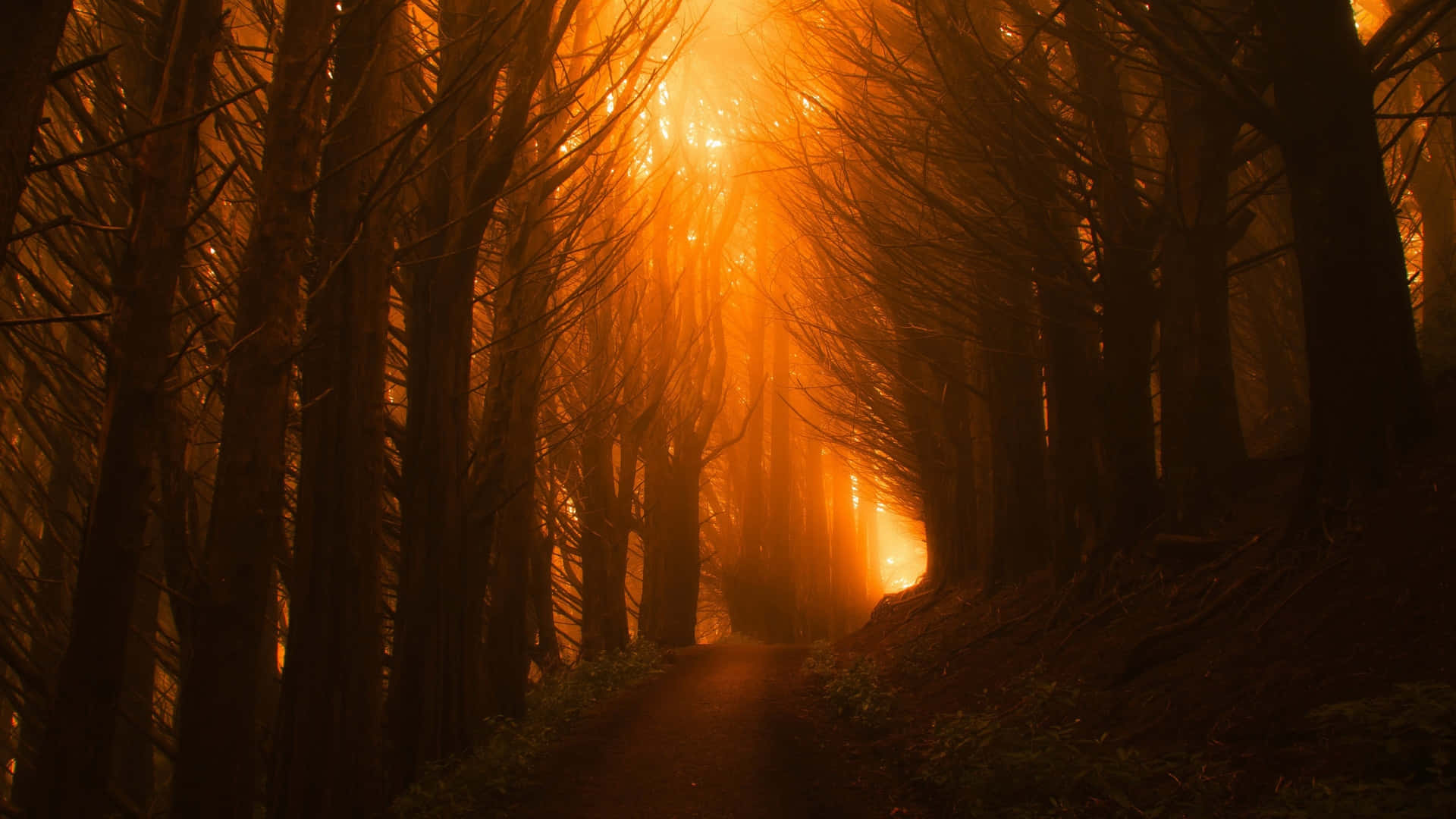 Misty Orange Forest Path.jpg Wallpaper