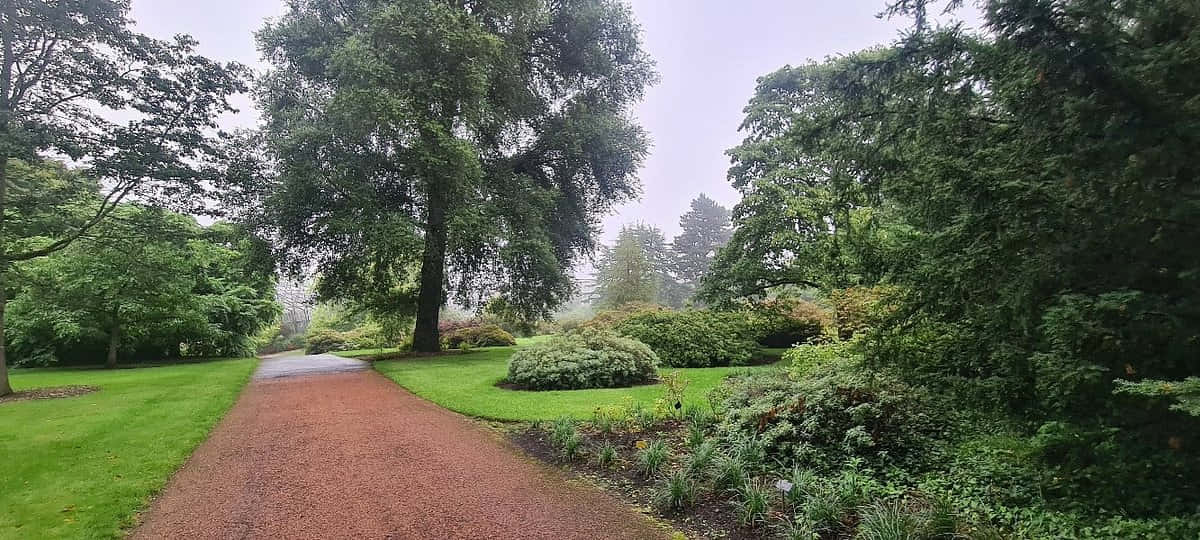 Misty Path Royal Botanic Garden Edinburgh Wallpaper