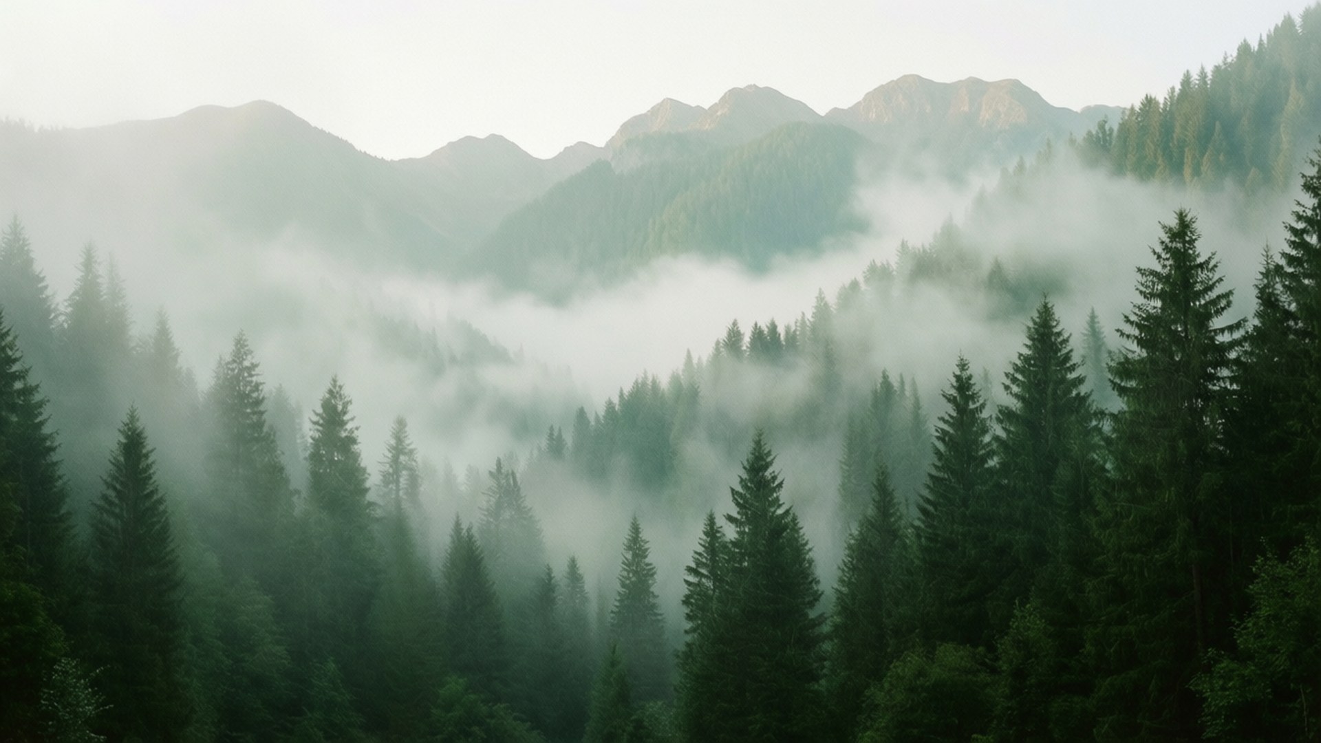 Mistig berglandschap met mist en dicht dennenbos, etherische sfeer.