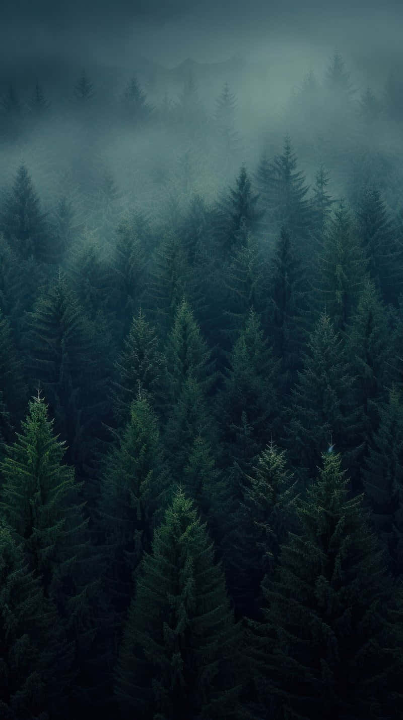 Misty_ Pine_ Forest_ Aerial_ View.jpg Wallpaper