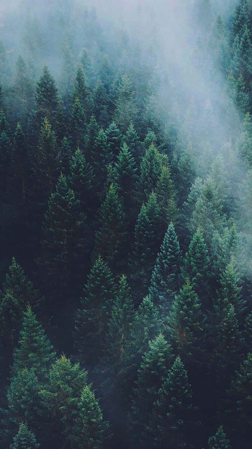 Misty Pine Forest Aesthetic.jpg Wallpaper