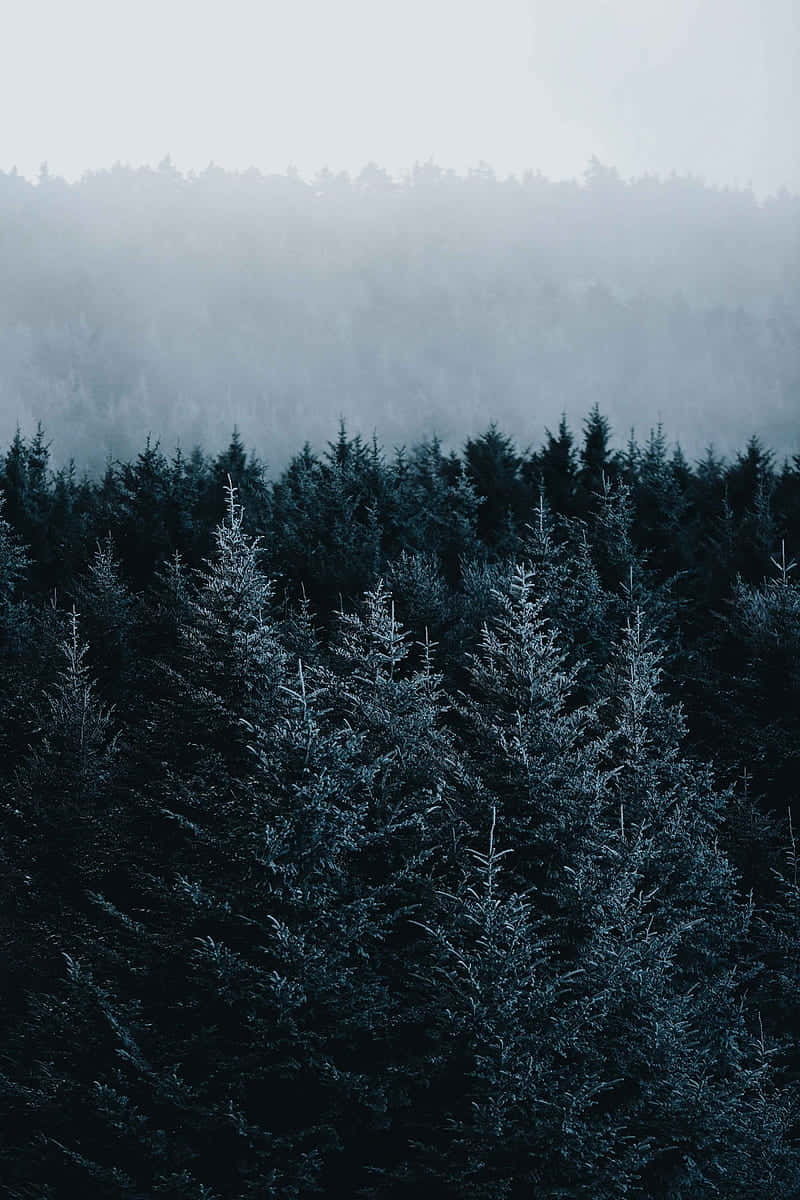 Misty Pine Forest Dawn Wallpaper