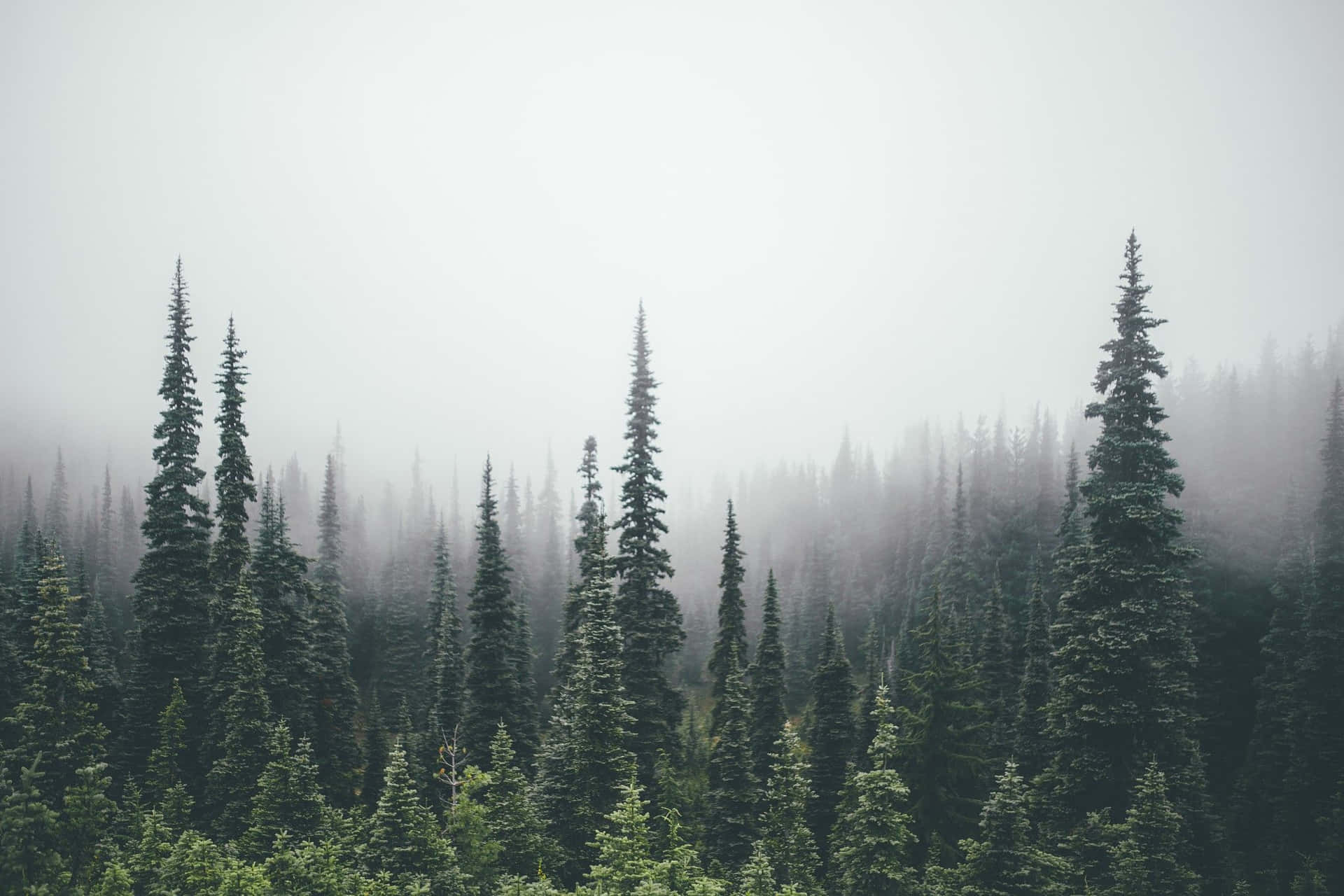 Misty Pine Forest Landscape.jpg Wallpaper