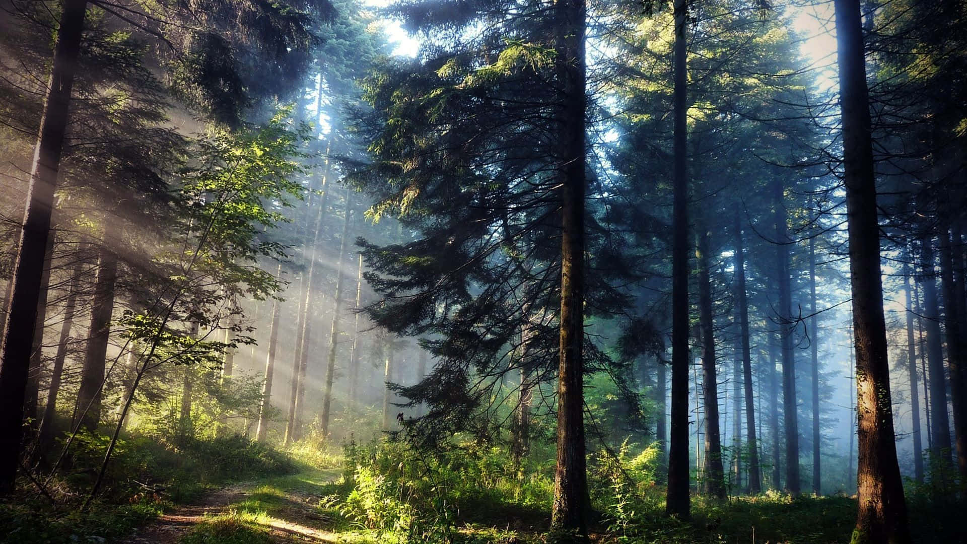 Misty Pine Forest Path.jpg Wallpaper
