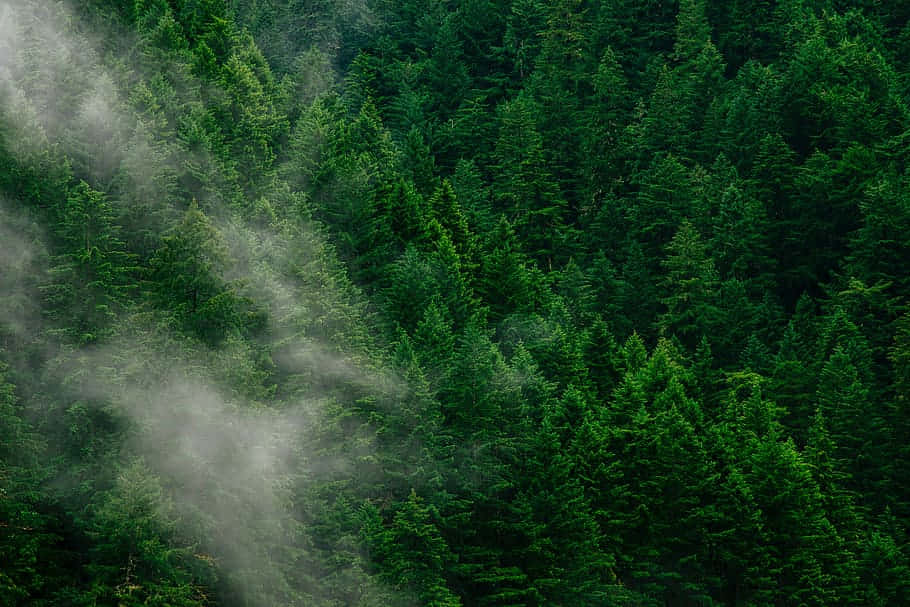 Misty Pine Forest Scene Wallpaper