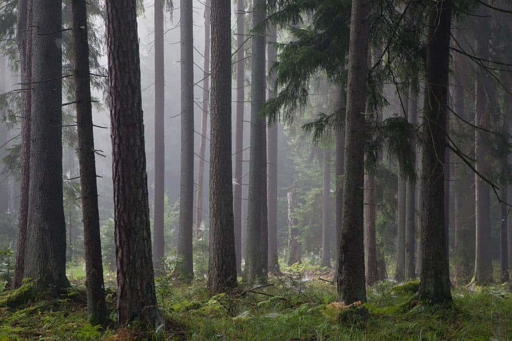 Misty Pine Forest Scene.jpg Wallpaper