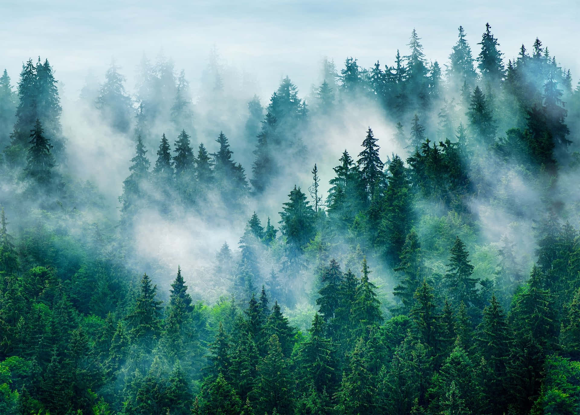 Misty_ Pine_ Forest_ Scene.jpg Wallpaper