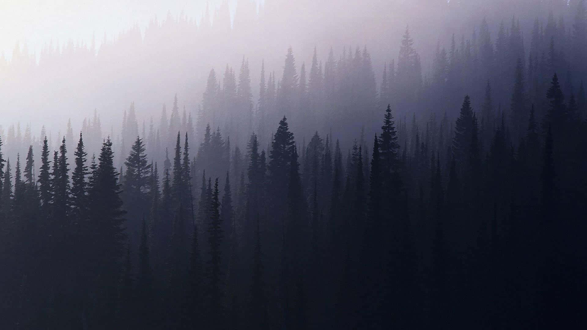 Misty Pine Forest Silhouette.jpg Wallpaper