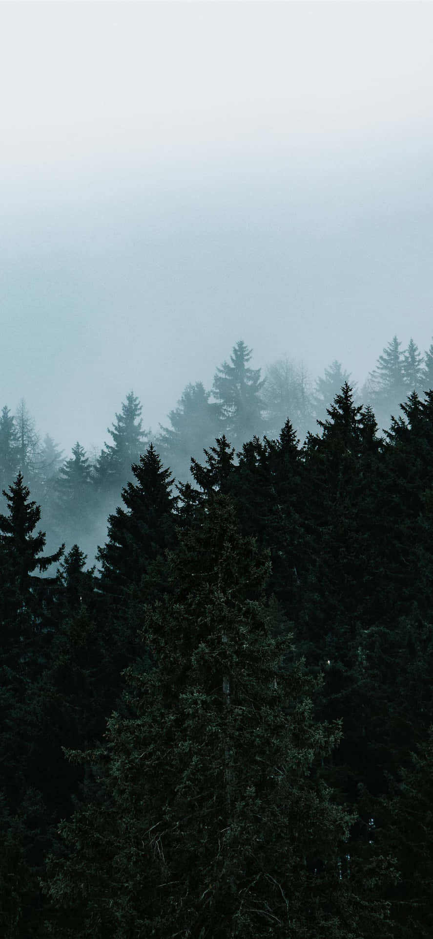 Misty_ Pine_ Forest_ Silhouette Wallpaper