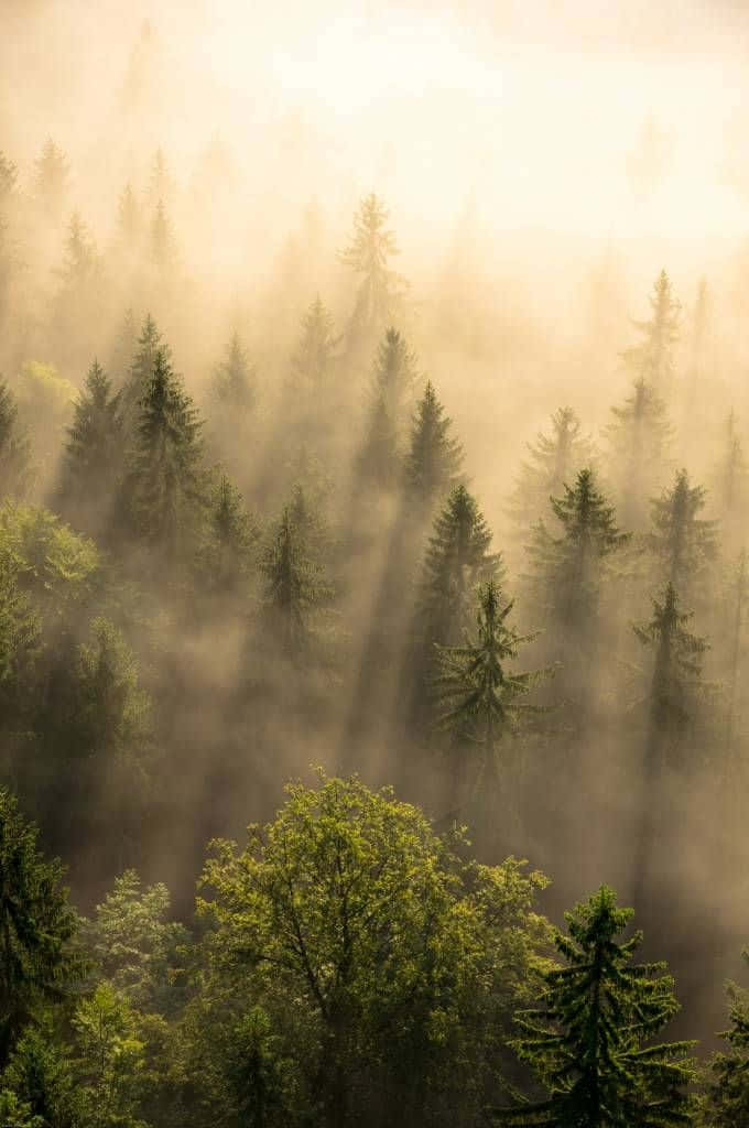 Misty_ Pine_ Forest_ Sunrise Wallpaper