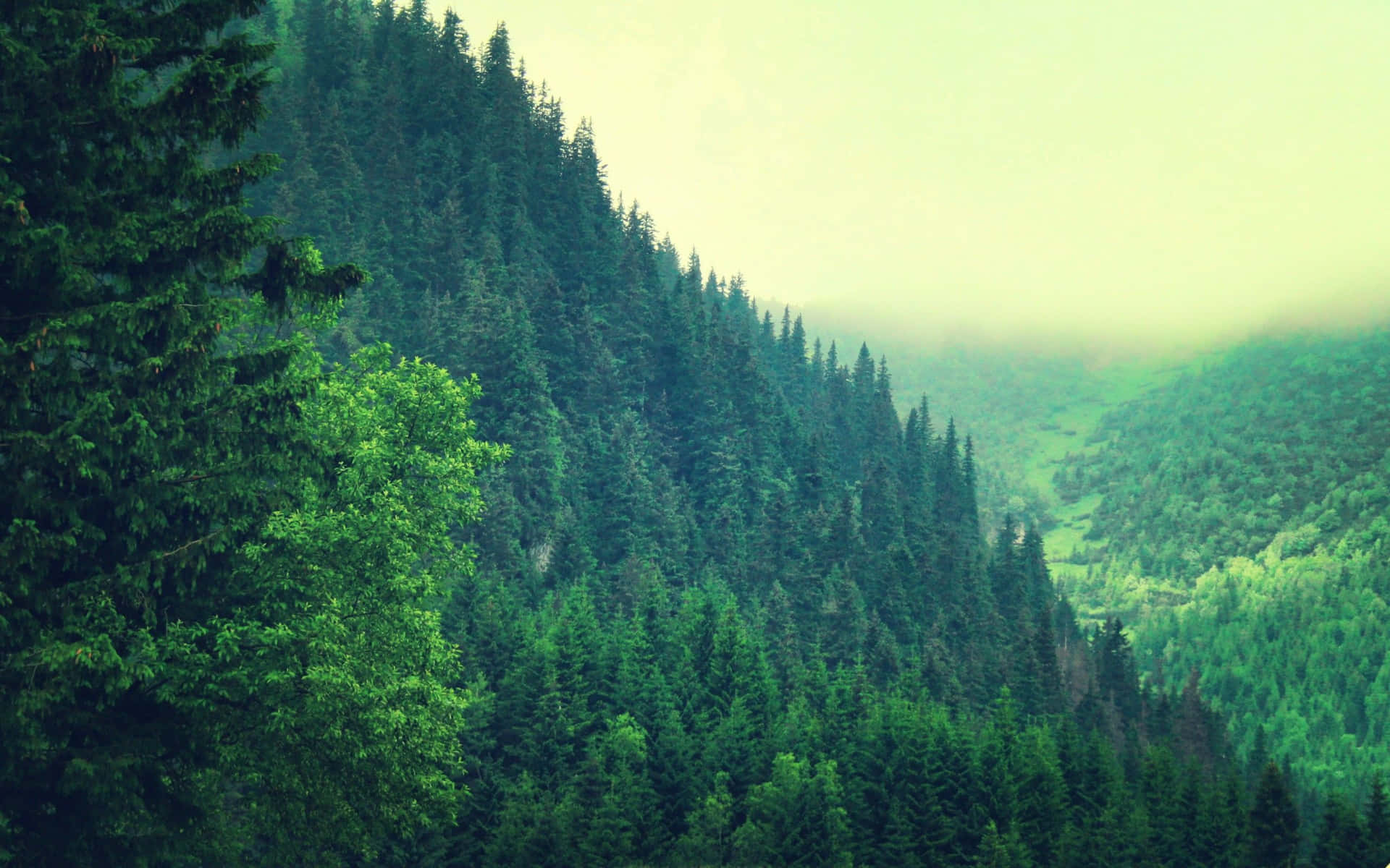 Misty Pine Forest Valley Wallpaper